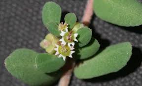 Image result for Euphorbia depauperata