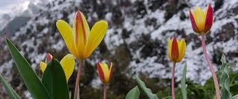 Image result for Tolpis capensis