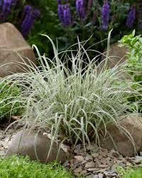 Image result for Schizachyrium claudopus