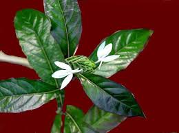 Image result for Ecbolium hastatum