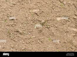 نتیجه جستجوی لغت [coarse] در گوگل