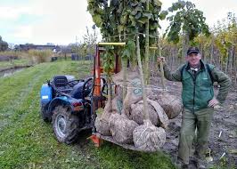 You can quickly filter today's the tree center promo codes in order to. Opheusden Europe S Largest Street Tree Center Heavenly Holland