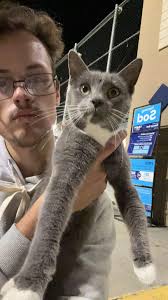 Lost cat found at Lowe's in Jonesborough Tennessee