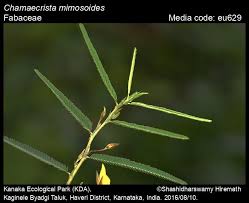 Image result for Chamaecrista mimosoides