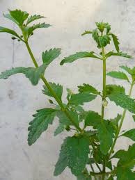 Image result for Scoparia dulcis