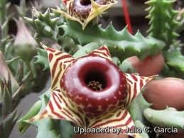 Image result for Huernia zebrina