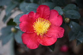 Blooms are produced over several months in early season, in such profusion that this camellia in full bloom becomes one of. Yuletide Camellia Camellia Sasanqua Yuletide In Vancouver Victoria Burnaby Penticton Coquitlam British Columbia Bc At Gardenworks