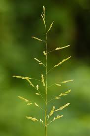 Image result for Cyphia lasiandra