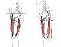 Oct 17, 2017 · in the low back/pelvis region, it is important to feel for the iliac crests, anterior superior iliac spines (asiss), and posterior superior iliac spines (psiss) to assess the posture of the client's pelvis (fig. Does Anterior Pelvic Tilt Cause Back Pain Exercise Right