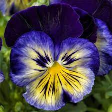 Pansy Delta Premium Blue Morpho F1 Pansies Flowers Pansies Flower Seeds
