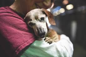 After Being Surrendered To A Busy High Intake Animal Control Agency In California An 18 Year Old Dog Had Little To Find Comfo Blind Dog Old Dogs Shelter Dogs