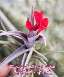 tillandsia albertiana edithae 亞伯緹娜 赤兔花 holiday decor christmas ornaments novelty christmas