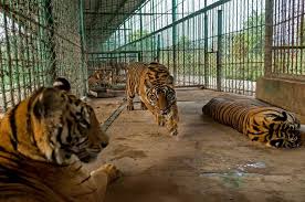 Iwn01 tatakan kandang ternak umbaran. Ada Kebun Binatang Berisi Ratusan Harimau Di Resor Ini Tapi Sayang Untuk Menu Para Wisatawan Semua Halaman Intisari