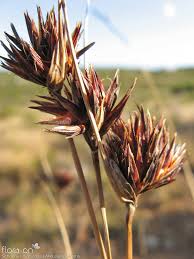 Image result for Pycreus nigricans