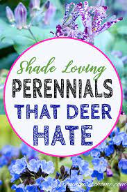 Maybe you would like to learn more about one of these? Pin On Shade Garden
