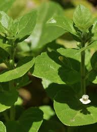 Image result for Clinopodium