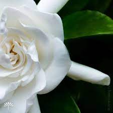 Common Gardenia Floating Petals Wednesday S Flower Flowers Petals Elegant Flowers