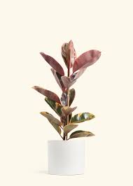 Image result for Ficus elastica