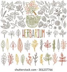 Basteln mit kindern kostenlose bastelvorlage natur herbarium basteln. Herbarium Different Types Shapes Autumn Leafs Stock Vector Royalty Free 301237766