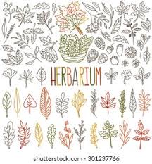 Ein herbarium oder herbar (v. Herbarium Different Types Shapes Autumn Leafs Stock Vector Royalty Free 301237766