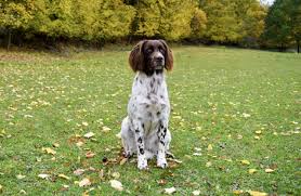 Image result for německý ohař dlouhosrstý