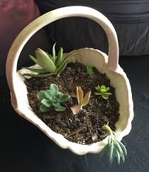 Succulents are a group of plant families that store water in their stems, leaves and roots. Collecting Succulents And Cacti Perth