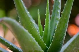 Einwirken und wasche sie mit lauwarmen wasser. á Aloe Vera Die Perfekte Pflanze Fur Haarkur Und Gesichtspflege