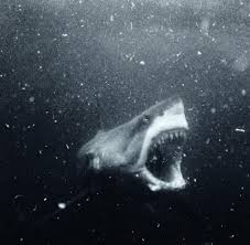 Black And White Shark A Great White Deep In The Black Depths Great White Shark White Sharks Sharks Scary