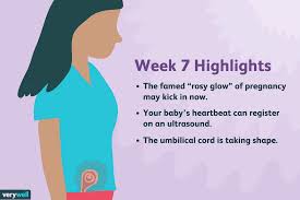 7 Weeks Pregnant Symptoms Baby Development And More