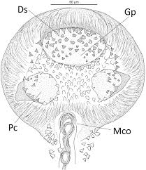 Image result for Cyclocotyla
