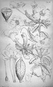 Image result for Catophractes alexandri