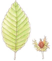 ニッポン全国どんぐりイラスト図鑑 Acorn
