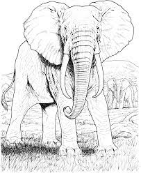 Elephant 2 Gif 2161 2635 Elephant Coloring Page Elephant Face Drawing Animal Coloring Books