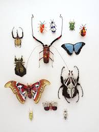 Gallery Insect Art Insect Collection Insects