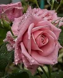 رسائل رومانسية وصور متحركة بالنسبة لك خلفيات ورد طبيعى Beautiful Roses Flowers Beautiful Flowers