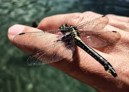 Read this article to learn what plants attract dragonflies so you can invite these helpful insects to your garden area. Creating A Dragonfly Pond Garden Fundamentals