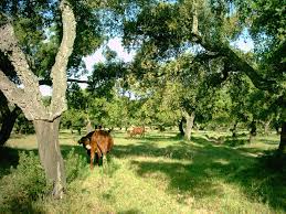 Satisfy human food and fiber needs. Forest As A Habitat Videos Concepts Explanation And Solved Questions