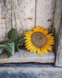 Sunflower Style Of Lazy Sunflower Photography Sunflower Pictures Sunflower Art