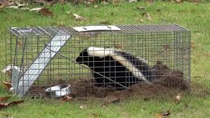 Milhares de fotos novas de alta qualidade são adicionadas todos os dias. How To Get Rid Of Skunks Forget About Them Forever Pestkilled