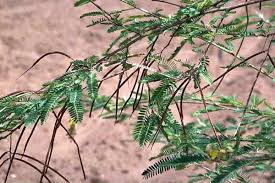 Image result for Sesbania sesban