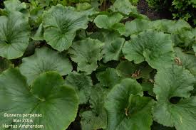 Image result for Gunnera perpensa