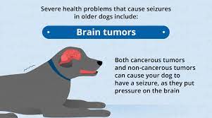 Why Do Old Dogs Have Seizures Canna Pet