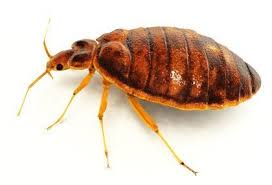 Can bed bugs transmit parasites? Bed Bug Exterminator Nyc Long Island Rest Easy Pest Control