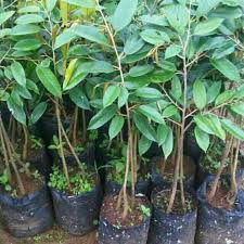 Bibit durian rontok daun sifat alami tanaman akan menggugurkan daunya untuk dapat bertahan di cuaca (suhu) yang panas Bibit Durian Bawor Kaki 3 Berbuah Lebat Shopee Indonesia