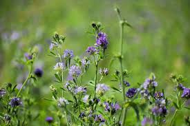 Image result for Medicago sativa