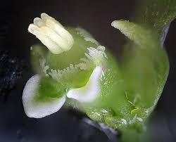 Image result for Euphorbia graminea