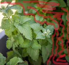 Image result for Dicliptera pumila