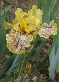 Bb Iris Germanica Magic Quest Tasco 2007 Iris Flowers Iris Garden Bearded Iris