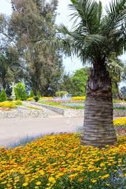 Maybe you would like to learn more about one of these? Beautiful View Of Batumi Botanical Garden Georgia Stock Photo Picture And Royalty Free Image Image 142999506