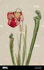 Image result for Triceratella drummondii